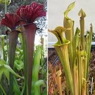 Carnivorous Flower Seeds for Planting – Heirloom Non-GMO, High Germination Organic Garden Seeds
