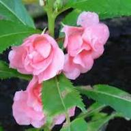 Pale Pink Balsam Camellia Flower Seeds for Planting – Heirloom, Non-GMO, High Germination Organic Garden Seeds