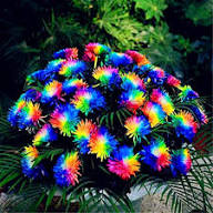 Chrysanthemum Rainbow Flower Seeds for Planting | Heirloom Non-GMO High Germination Organic Garden Seeds