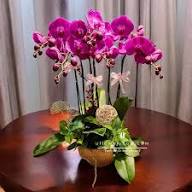 Purple Butterfly Orchid Flower Seeds for Planting – Heirloom Non-GMO, High Germination Organic Garden Seeds