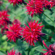 Heirloom Carmencita Flower Seeds for Planting – Wildflower Mix, Non-GMO, High Germination Organic Garden Seeds