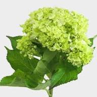 Hydrangea Light Green Flower Seeds for Planting – Long Bloom, Heirloom, Non-GMO, High Germination Seeds