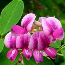 Lespedeza Flower Seeds for Planting – Heirloom, Non-GMO, High Germination Cottage Garden Essential