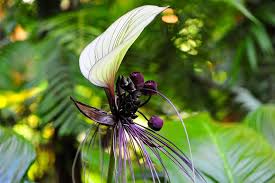 Tacca Nivea Bat Flower Seeds for Planting - Heirloom, Non-GMO, High Germination Organic Garden Seeds