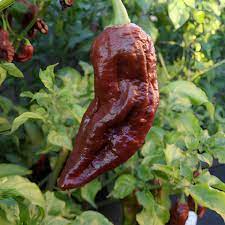 Vegetable Seeds,Garden seeds, Seeds For Planting,Plant Seeds