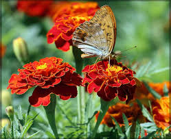 Heirloom French Marigold Flower Seeds for Planting – Non-GMO, High Germination Organic Garden Seeds