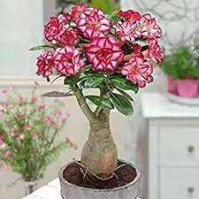 Adenium Obesum Flower Seeds for Planting – Heirloom, Non-GMO, Bright Blooms Organic Garden Seeds