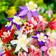Aquilegia Flower Seeds for Planting – Heirloom, Non-GMO, Garden Favorite Organic Garden Seeds