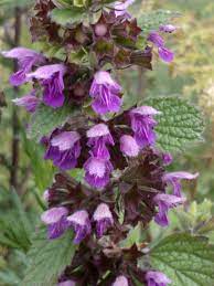Purple Horehound Flower Seeds for Planting – Heirloom, Non-GMO, Organic Garden Seeds, High Germination