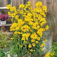 Yellow Maximiliani Flower Seeds for Planting | Heirloom Non-GMO High Germination