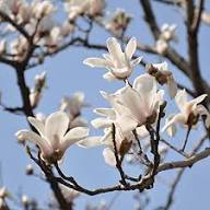Yulan White Flower Seeds for Planting Heirloom Non-GMO High Germination Organic Garden Seeds