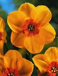Light Yellow Orange Daffodil Seeds - Heirloom, Non-GMO, High Germination, Premium Quality