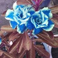 Blue White Adenium Flower Seeds for Planting – Heirloom, Non-GMO, High Germination Organic Garden Seeds