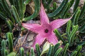 Green Stapelia Flower Seeds for Planting – Heirloom & Non-GMO Garden Seeds