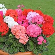 Geranium Flower seeds for Planting – Compact Growth, Heirloom & GMO Free Seeds for Home Garden, High Germination