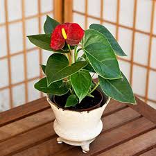 Anthurium Flower Seeds for Planting – Heirloom, Non-GMO, High Germination Organic Garden Seeds