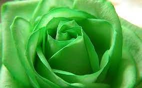Rose Flower Seeds for Planting - Light Green 100 pcs - Colorful Display, Heirloom & GMO Free Seeds for Home Garden