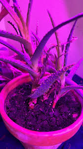 Aloe Vera for Planting Dark Violet White – Heirloom, Non-GMO, High Germination Seeds for Home Garden