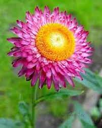 Immortelle Flower Seeds for Planting - Heirloom, Non-GMO, High Germination, Organic Garden Seeds