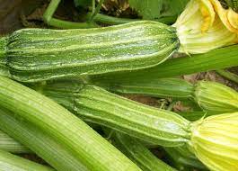 Vegetable Seeds,Garden seeds, Seeds For Planting,Plant Seeds