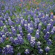 Sky Blue Lupine Flower seeds for Planting - Seasonal Bloomer, Heirloom & GMO Free Seeds for Home Garden, 100pcs