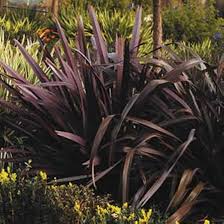 Red Phormium Flower Seeds for Planting – Heirloom, Non-GMO, Premium Quality Organic Garden Seeds