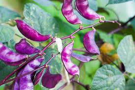 Purple Hyacinth Bean Seeds for Planting – Heirloom, Non-GMO, Ornamental Climbing Vegetable – High Germination