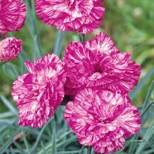 Dianthus Lavender Flower Seeds for Planting – Cut Flower Favorite, Heirloom, Non-GMO, High Germination Organic Garden Seeds