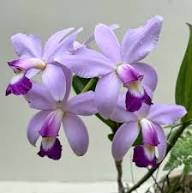Purple Ascocentrum Flower Seeds for Planting | Heirloom Non-GMO High Germination Organic Garden Seeds