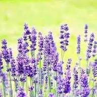 English Lavender (Lavandula angustifolia) Flower Seeds for Planting Heirloom Non-GMO High Germination Organic Garden Seeds