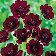 Chocolate Clematis Flower Seeds for Planting – Heirloom Non-GMO, High Germination Organic Garden Seeds