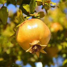 Fruit Seeds,Garden seeds, Seeds For Planting,Plant Seeds