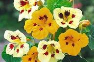 Cream Nasturtium Flower Seeds for Planting – Heirloom, Non-GMO, Cut Flower Favorite Organic Garden Seeds