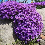 Aubrieta Violet Flower Seeds for Planting | Heirloom Non-GMO Organic Garden Seeds, High Germination