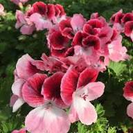 Pink Burgundy Geranium Flower Seeds for Planting – Heirloom, Non-GMO, High Germination Organic Garden Seeds