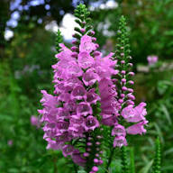 Pink Physostegia Flower Seeds for Planting | Heirloom Non-GMO High Germination Organic Garden Seeds