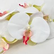 White Butterfly Orchid Flower Seeds for Planting - Long Bloom Season, Heirloom & GMO Free Seeds for Home Garden Non-GMO