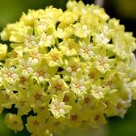 Green Carnosa Flower Seeds for Planting – Low Maintenance, Heirloom, Non-GMO, High Germination Organic Garden Seeds