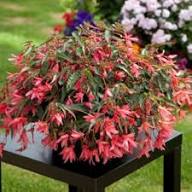 Begonia Boliviensis Flower Seeds for Planting – Heirloom, Non-GMO, High Germination Organic Garden Seeds
