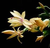 Yellow Schlumbergera Flower Seeds for Planting – Heirloom Non-GMO, High Germination Organic Garden Seeds