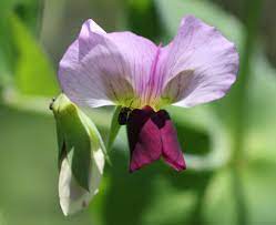 Pisum Sativum Flower Seeds for Planting – Edible Garden Pea Seeds