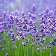 Lavender Blue Flower Seeds for Planting | Heirloom Non-GMO Organic Garden Seeds, High Germination