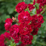 Red Pink Climbing Rose Flower Seeds for Planting – Heirloom Non-GMO Bright Blooms Organic Garden Seeds