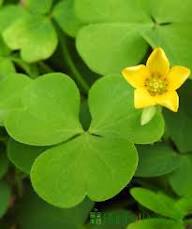 Light Green Clover Flower Seeds for Planting - Cut Flower Favorite, Heirloom &amp; GMO Free Seeds for Home Garden Non-GMO