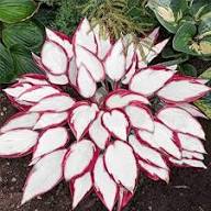 Red White Coleus Flower Seeds for Planting – Non-GMO, Shade Tolerant Heirloom Organic Garden Seeds