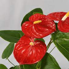 Red Anthurium Flower Seeds for Planting - Hardy Variety, Heirloom & GMO Free Seeds for Home Garden