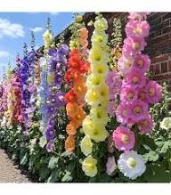 Heirloom Mallow Flower Seeds for Planting – Non-GMO, Cottage Garden Essential, High Germination