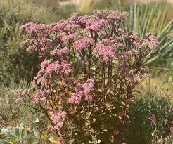 Pink Telephium Flower Seeds for Planting – Heirloom, Non-GMO, Garden Favorite Organic Garden Seeds