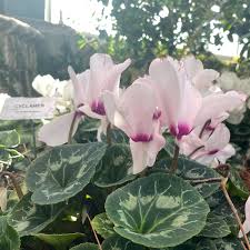 Lavender Cyclamen Flower Seeds for Planting - Fragrant Blossoms, Heirloom & GMO Free Seeds for Home Garden Non-GMO