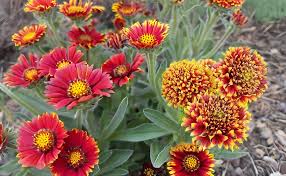 Heirloom Gaillardia Flower Seeds – Non-GMO, High Germination Organic Garden Seeds
